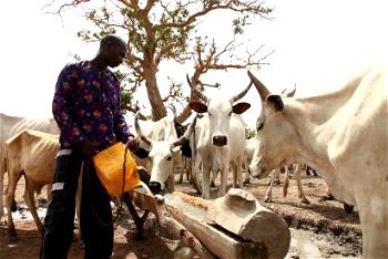 Onuesoke hails Gandoje’s plan to relocate herdsmen to Kano