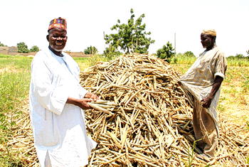 Yobe can provide 40% of Nigeria’s food needs, say irrigation farmers
