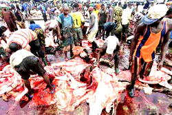 Vet doctors raise alarm over looming disease outbreak from abattoirs
