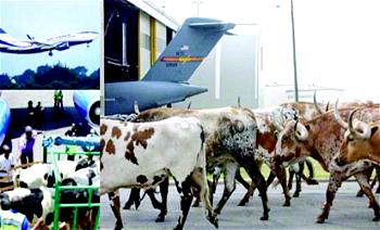 AKURE AIRPORT: When cows, airlines compete for space on runway