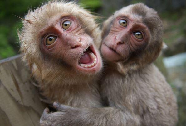Monkeys swallow N70m belonging to Northern Senators Forum