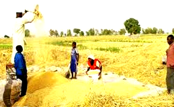 Japanese govt donates 20 rice reapers,20 threshers to Nasarawa farmers