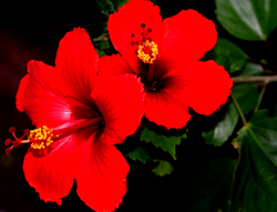 Nigeria exports 1, 983 containers of hibiscus to Mexico