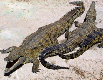 Crocodile kills Fisherman