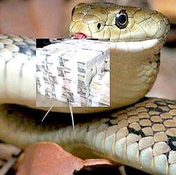 Woman wakes up to find python in her bed