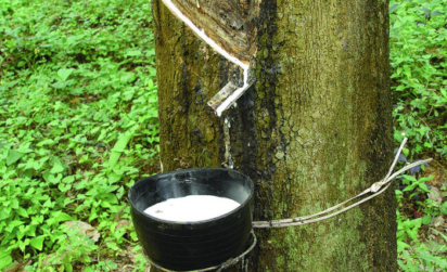 Local farmers have a lot to benefit from rubber cultivation, production ...