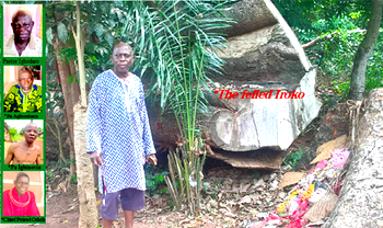 Pastor cut  sacred Iroko : ‘Vengeful tree on killing spree’, Benin community natives flee
