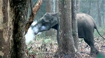 Elephant seen ‘smoking’ in Indian forest