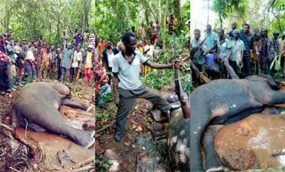 Idanre: Hues, cries over killing of elephant