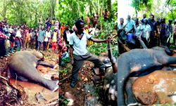 Idanre: Hues, cries over killing of elephant