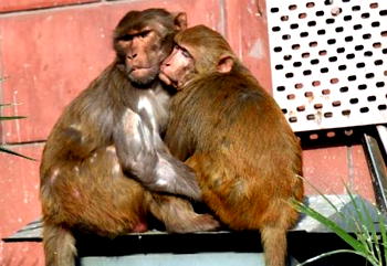 Monkey business at Malaysia school