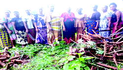 Ewheaye Isoko empowers women with high profile cassava stems