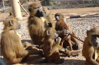 Baboons escape Texas biomedical research facility