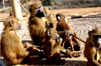 Baboons escape Texas biomedical research facility