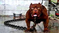 ‘Stop eating dog meat’
