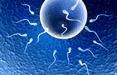 fertility