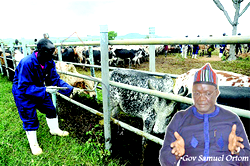 In Benue now, ranching is it!