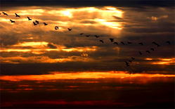 8000 birds lost to flood in Benin