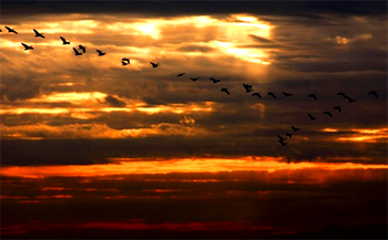Should I stay or go? Birds migrate to save energy: study