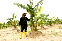 Sinachi Farms’ $15.6m plantain, yam flour plant ready October 2019 — Oparaugo