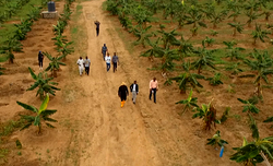 Anchor Borrowers: Farmers decry late distribution of inputs