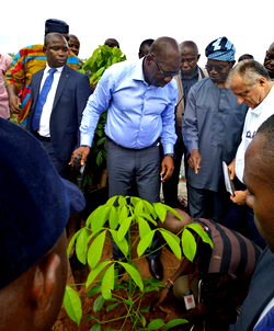 Gov Obaseki plants first tree in N5bn Urhonigbe Rubber Plantation