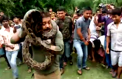 Python tries to strangle forest ranger during selfie
