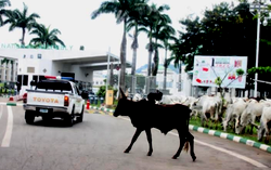 HERDSMEN: Tension, anger in South West