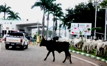30 convicted for violating Benue grazing law, 400 others standing trial — Ortom