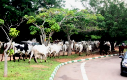 Cross country grazing in 2019: Sheer barbarism