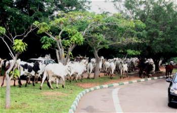 Displacement of herdsmen from Sambisa heightens farmers-harders conflicts- Zwingina