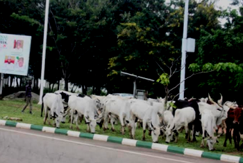 Edo clerics oppose ceding of state land for cattle grazing