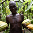 Yobe farmers charge govt. on a ready market