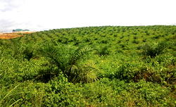 Oil palm investors: Edo Govt. to provide 100,000 hectares of land