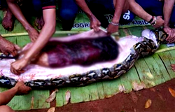 Python swallows woman in her farm