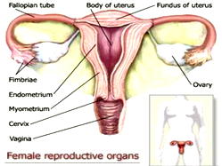 Gynaecologist links multiple sex partners to vaginal infection