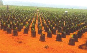 Oil palm, Edo
