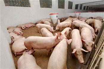 Why you should take pig farming serious in Nigeria