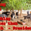 Ranching: Akwa Ibom imports 2,000 cattle from Brazil