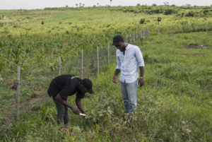 Group urges FG pay more attention to agriculturea