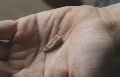 Volunteers find 560,000-year-old milk tooth in France
