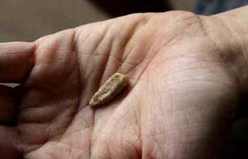 Volunteers find 560,000-year-old milk tooth in France