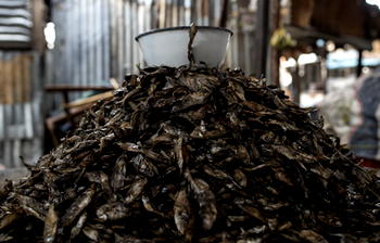 <strong>Nigeria, 99 others back agreement against illegal, unregulated fishing</strong>