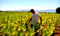 Albania to reduce Agriculture budget to address public debt