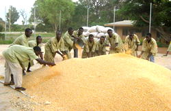 Leventis Foundation proposes N2mn seed money for Agribusiness