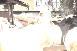 Man stabbed to death in Lagos over Ram bet