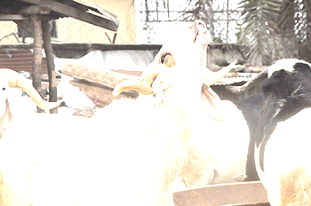 Sallah: Ram sellers lament low patronage; prices surge in Abuja, Lagos, Ile-Ife