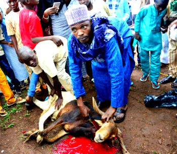 Photos : Symbolic slaughtering of ram during 2018 Eid-El-Kabir