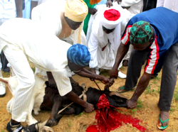 Sallah: Slaughter, process meat in hygienic place to avoid spread of diseases – Commissioner