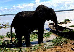 Video: Elephants in Ogun